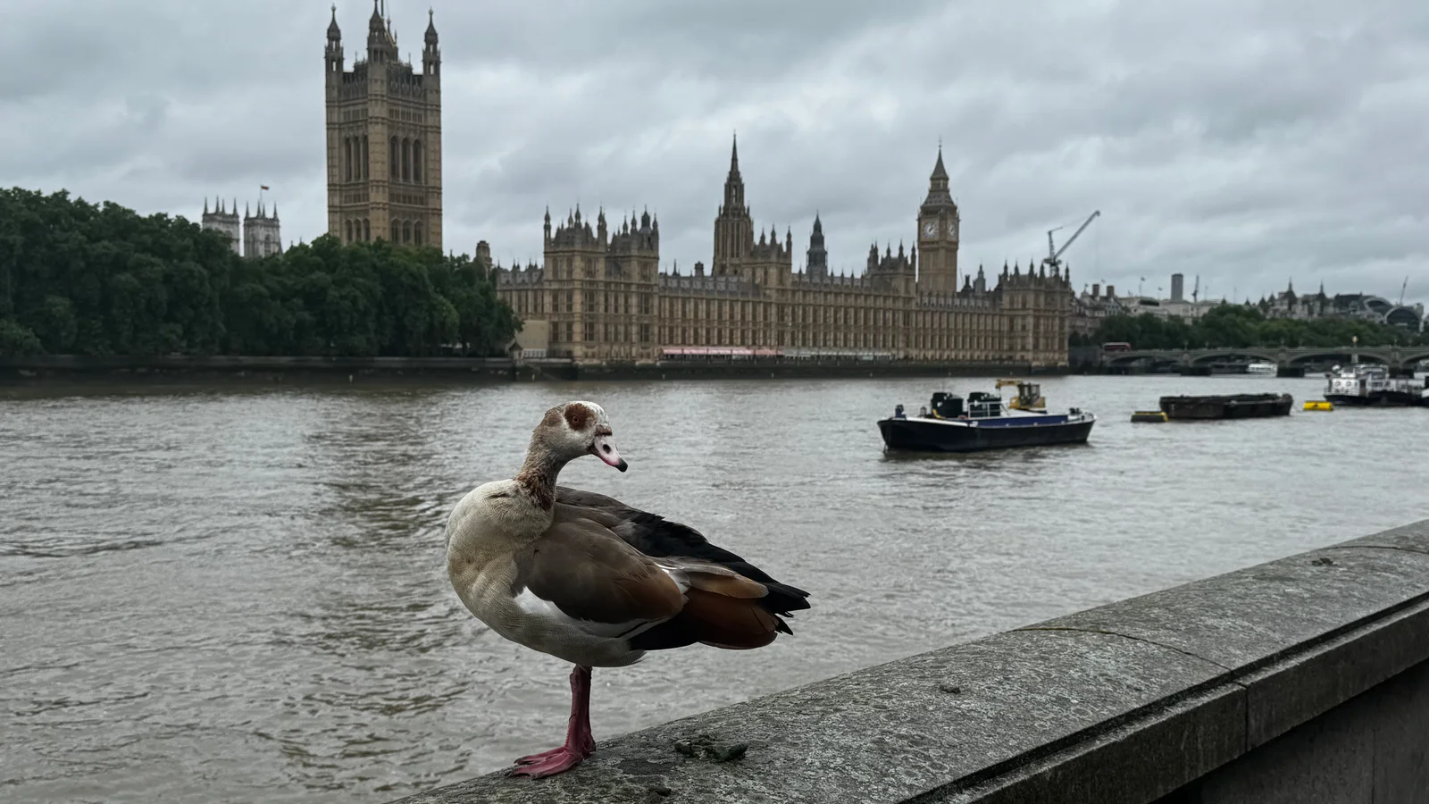 Thames, Duck, Big Ben